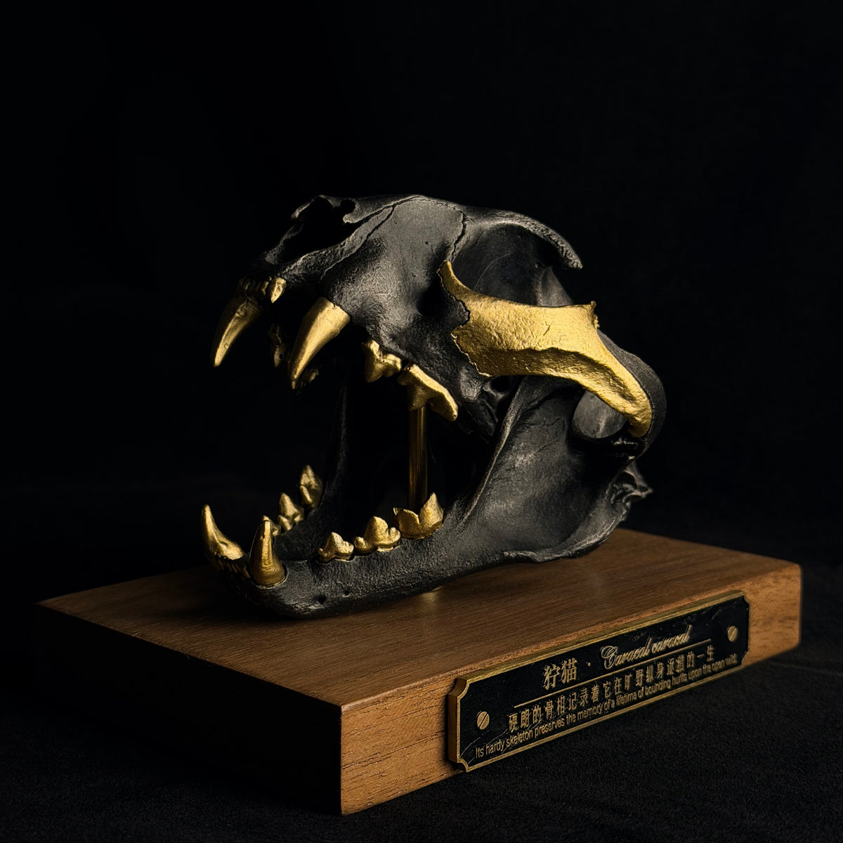 Caracal Skull Replica