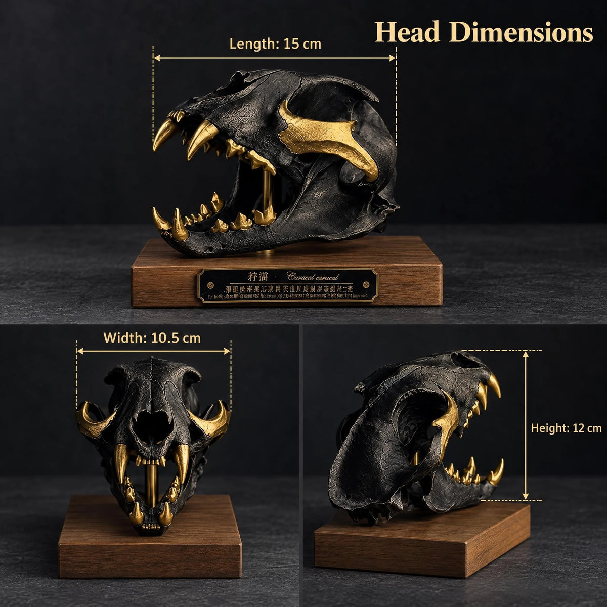 Caracal Skull Replica